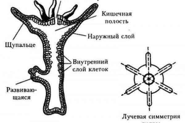 Кракен продает наркотики